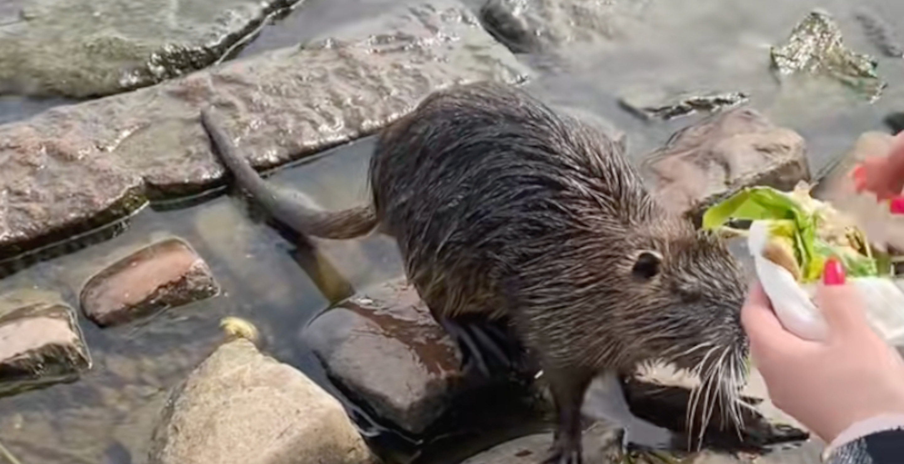 TikToker Thought She Was Feeding A Beaver, It Turned Out To Be A Water Rat