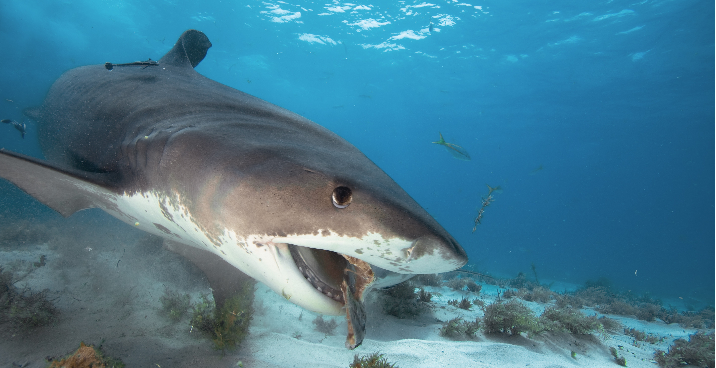 Two Shark Attacks Happen In One Week At Popular South Carolina Tourist Spot