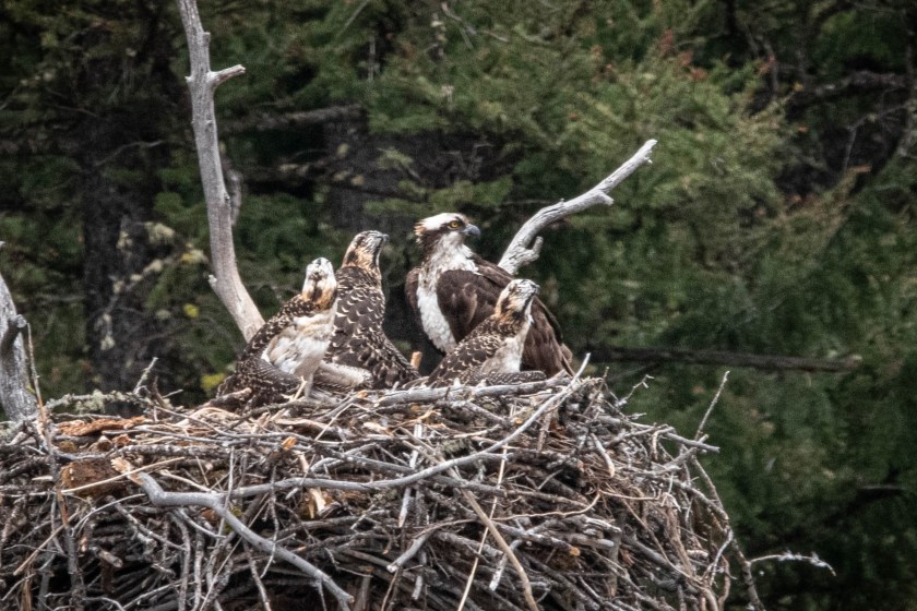 Yellowstone Tourist Potentially Facing Jail Time After Buzzing Osprey Nest With Drone