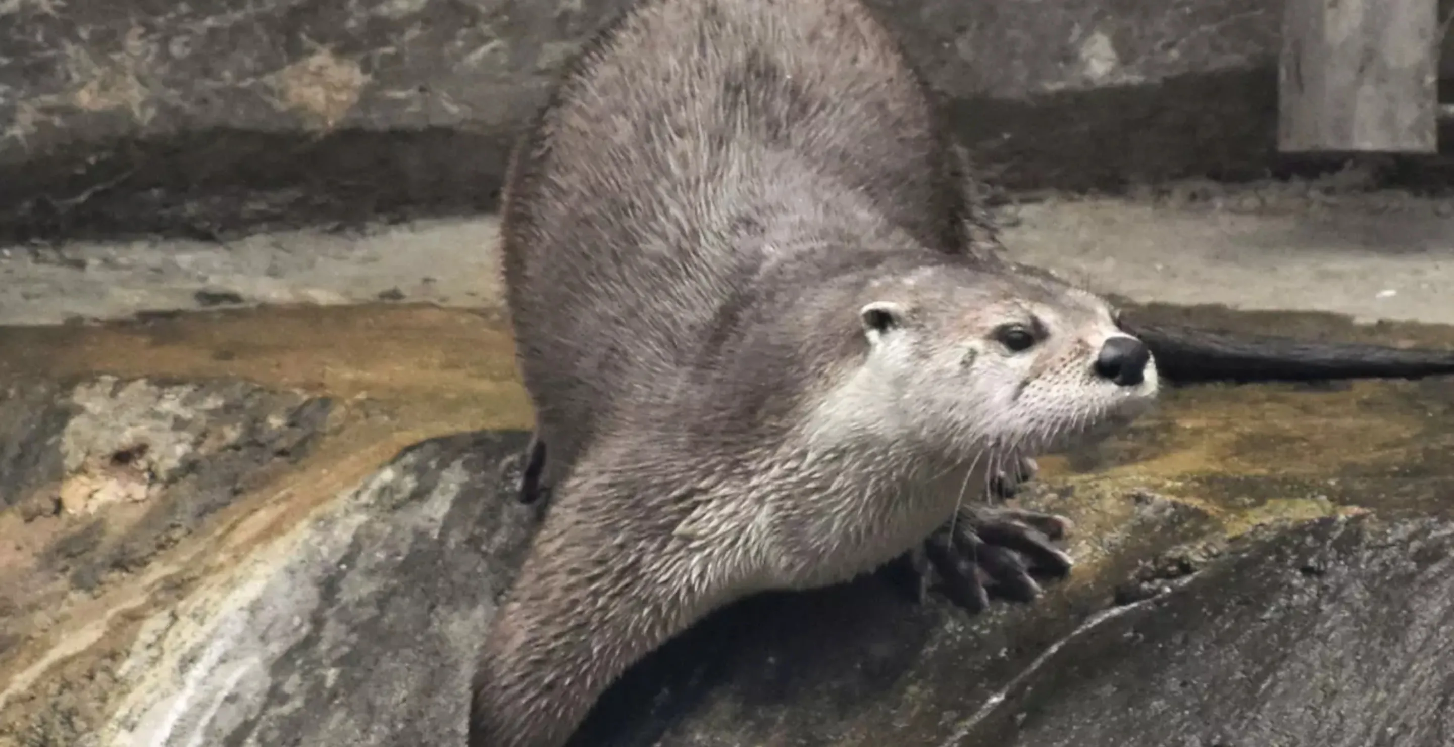 Zoo Gives Up On Escaped Otter Declaring It Officially A Wild Animal