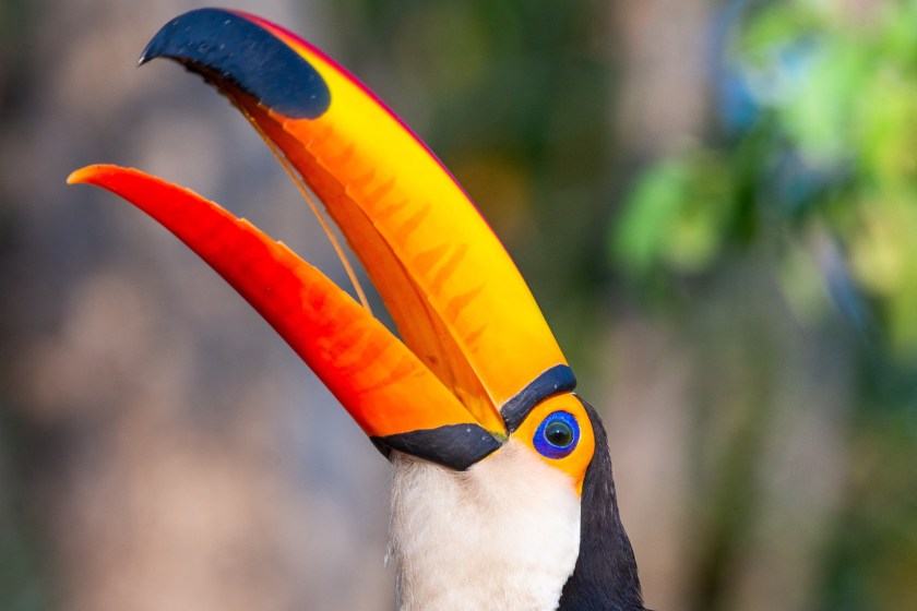 a toucan's beak is light