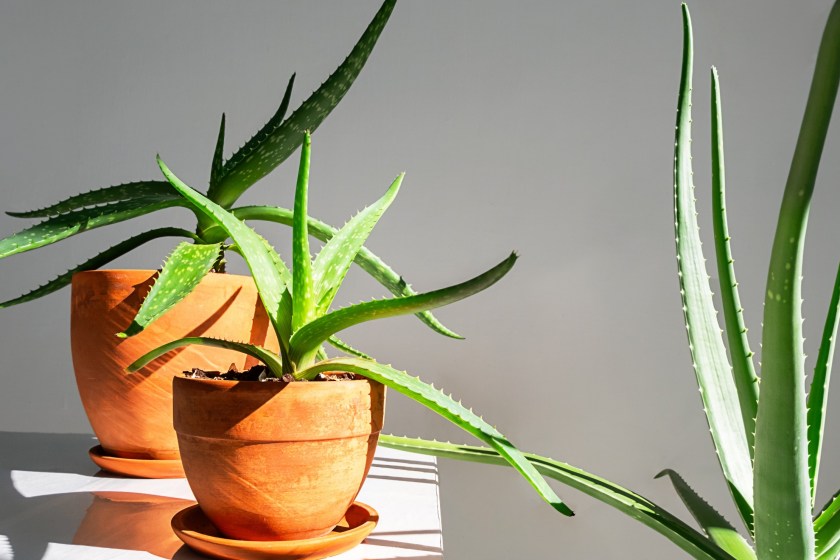 aloe vera plants