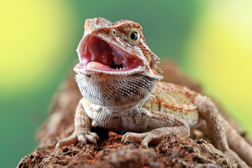 bearded dragon facts