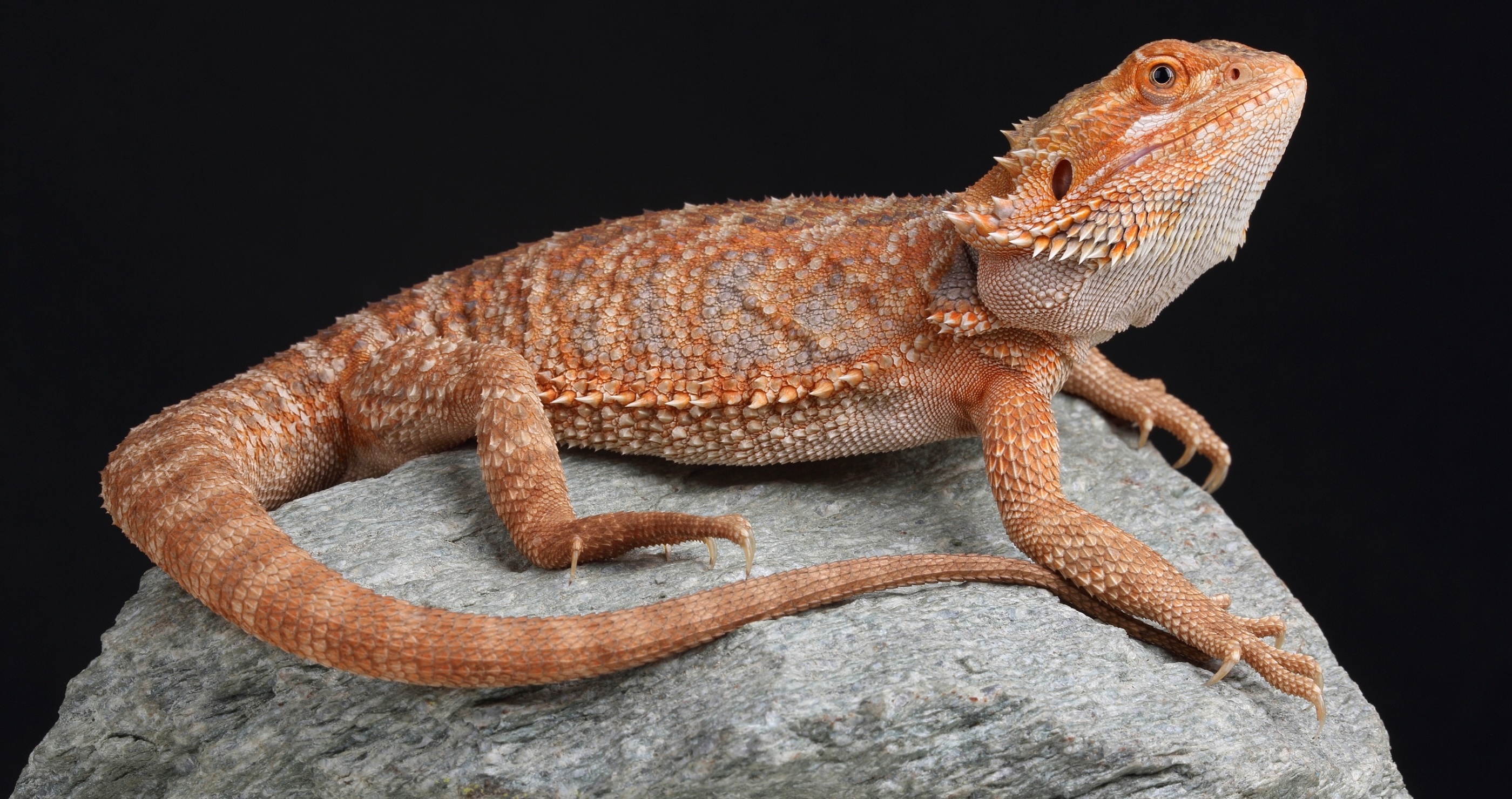 bearded dragon facts