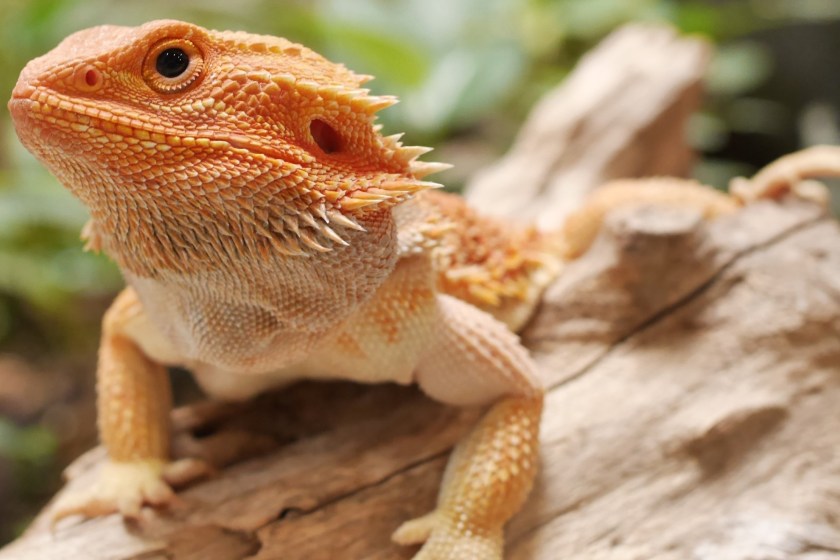 bearded dragon facts they can run at human speeds