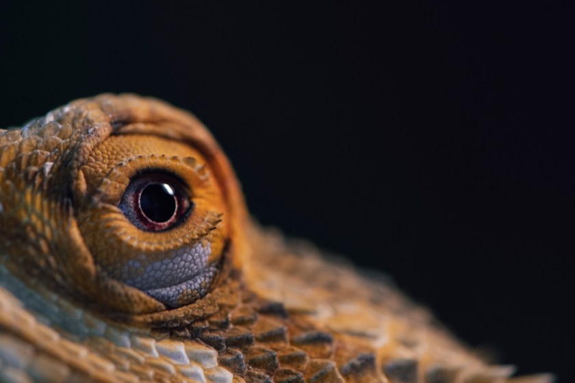 bearded dragon facts they change color to keep cool