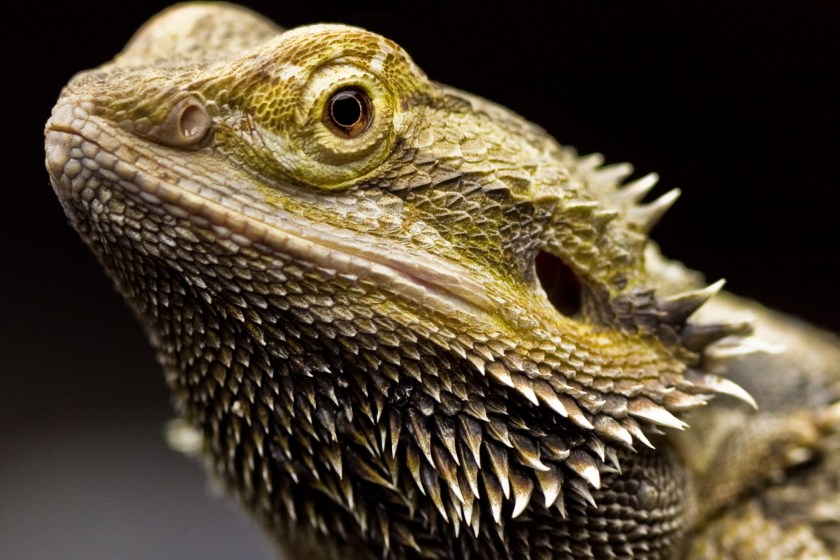 bearded dragon facts