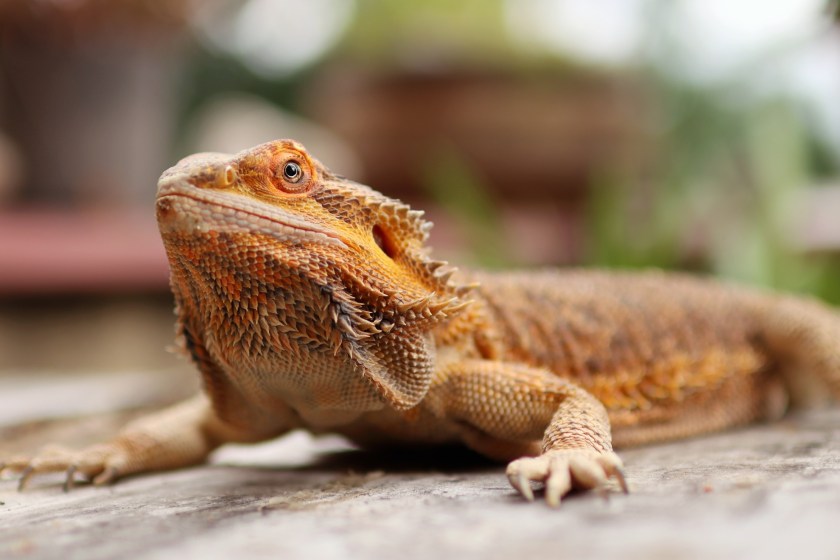 bearded dragons can change their sex