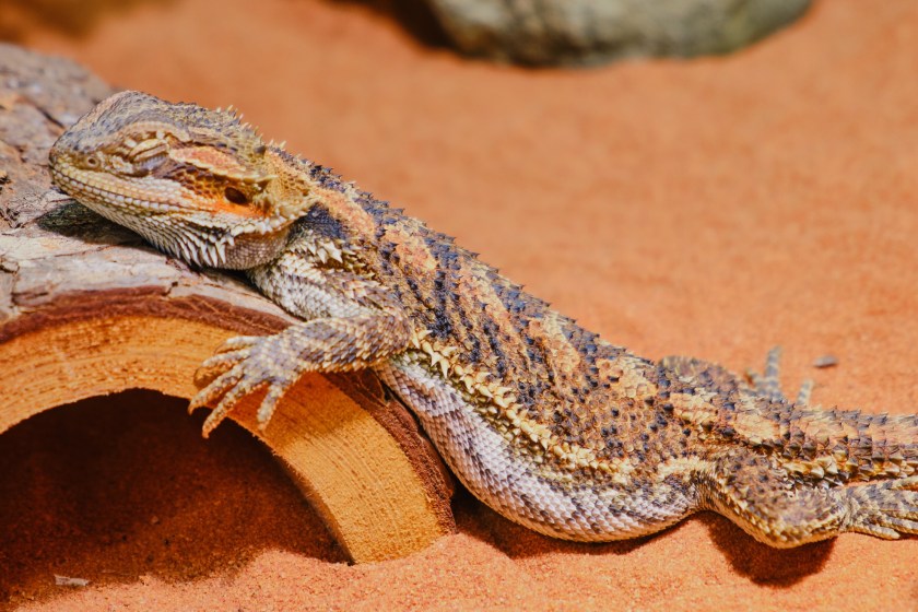 bearded dragons can sleep standing up
