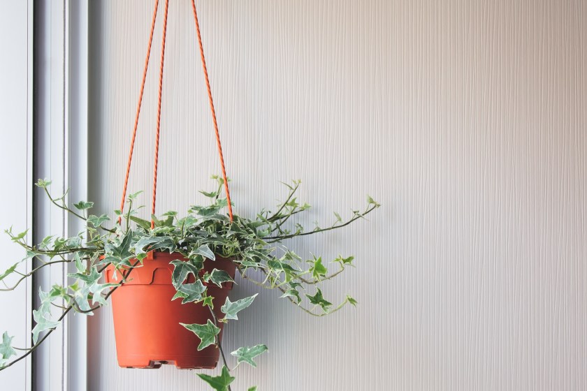 beautiful English Ivy hanging in a pot