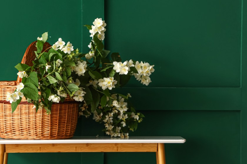 beautiful flowering jasmine inside a wicker basket