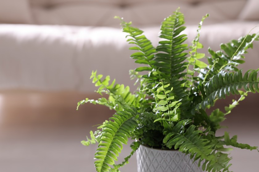 beautiful indoor fern