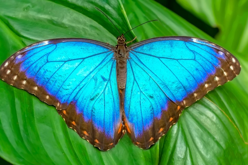 beautiful colorful butterfly