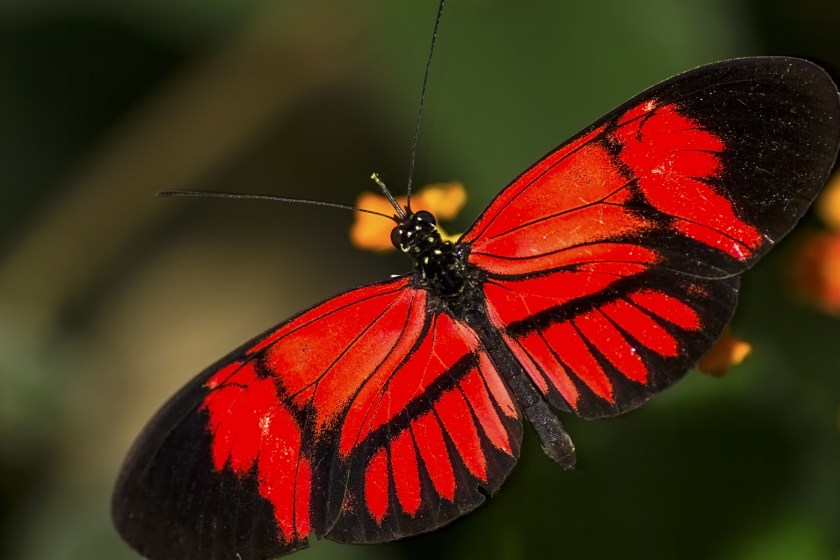 butterfly facts the US only has four percent of the butterfly species