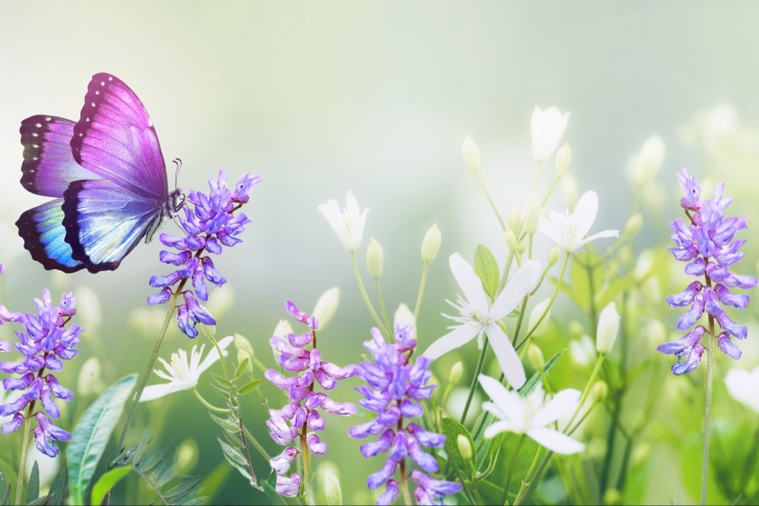 butterfly in a field