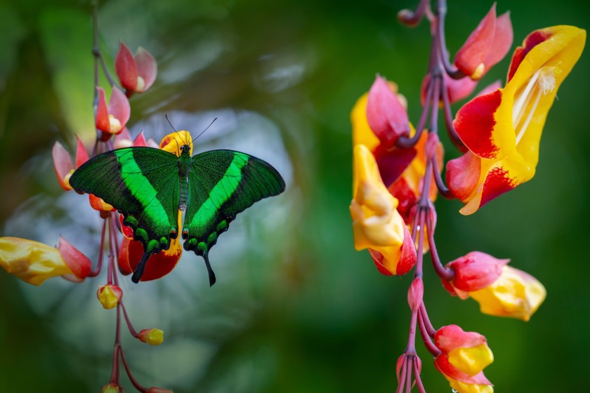 butterfly on a flower