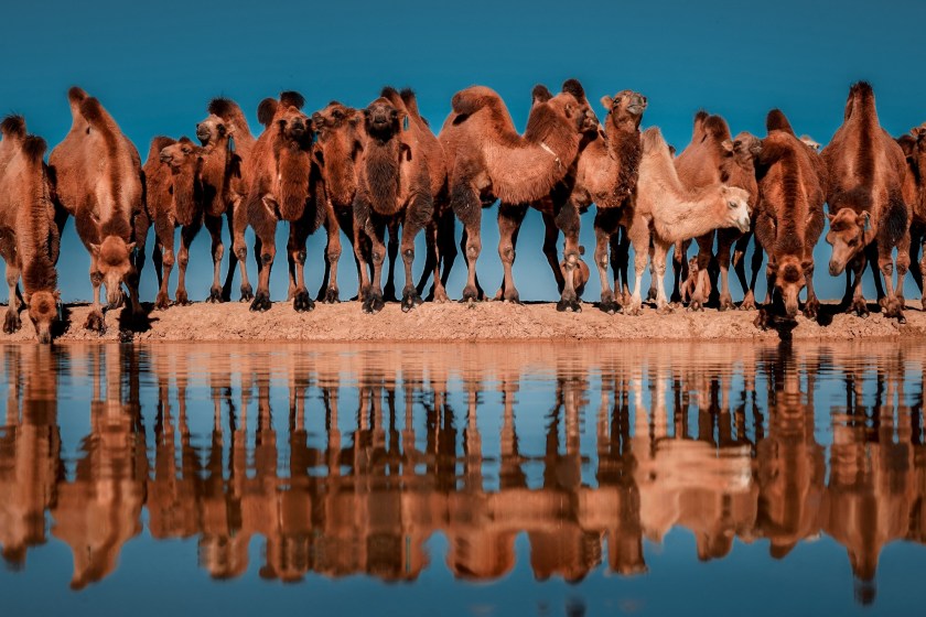 camel facts camels can drink up to 40 gallons of water at once