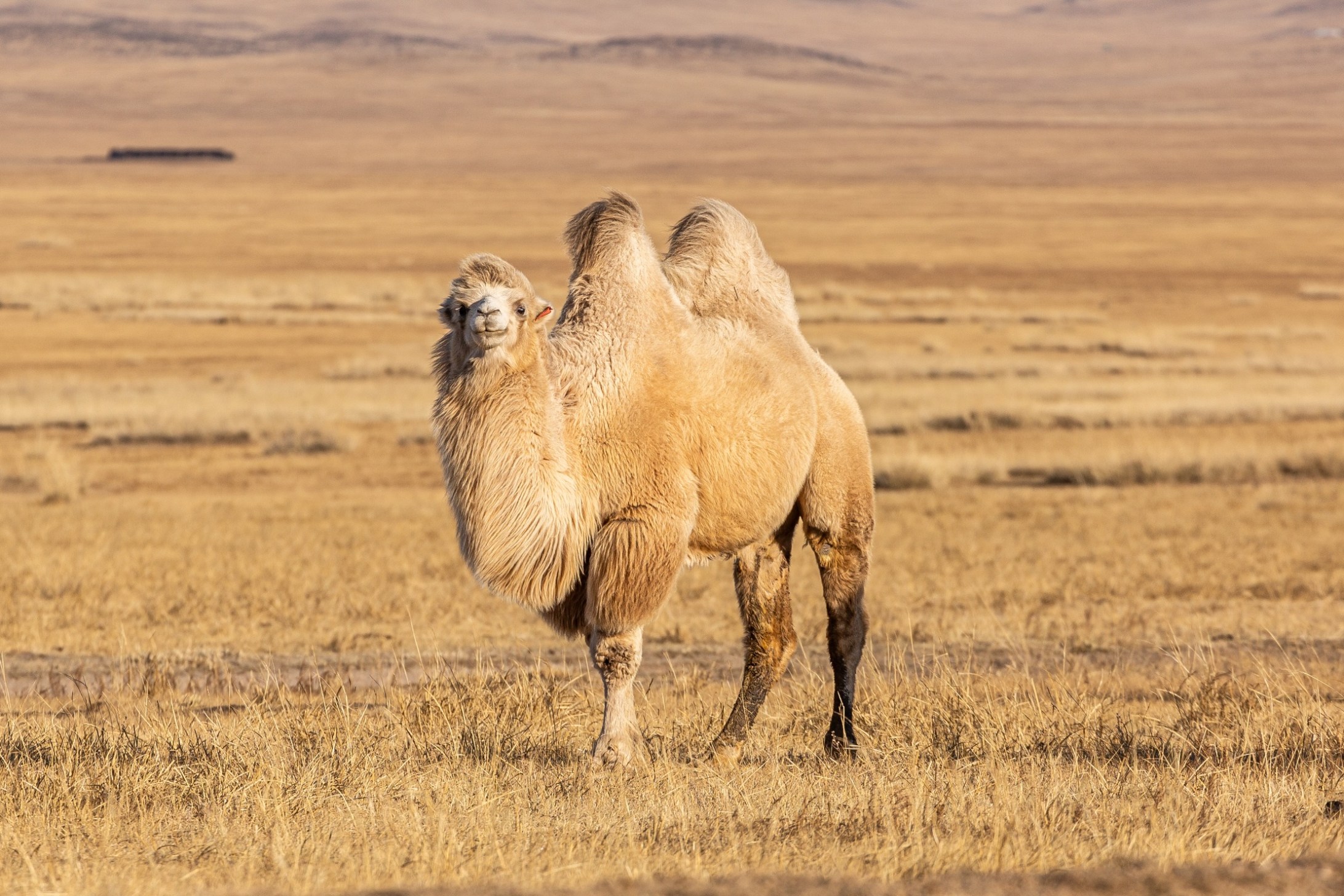 11 Incredible Camel Facts That Are Sure To Blow Your Mind Wide Open
