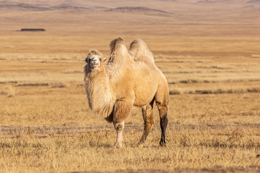 camel facts some have one hump some have two