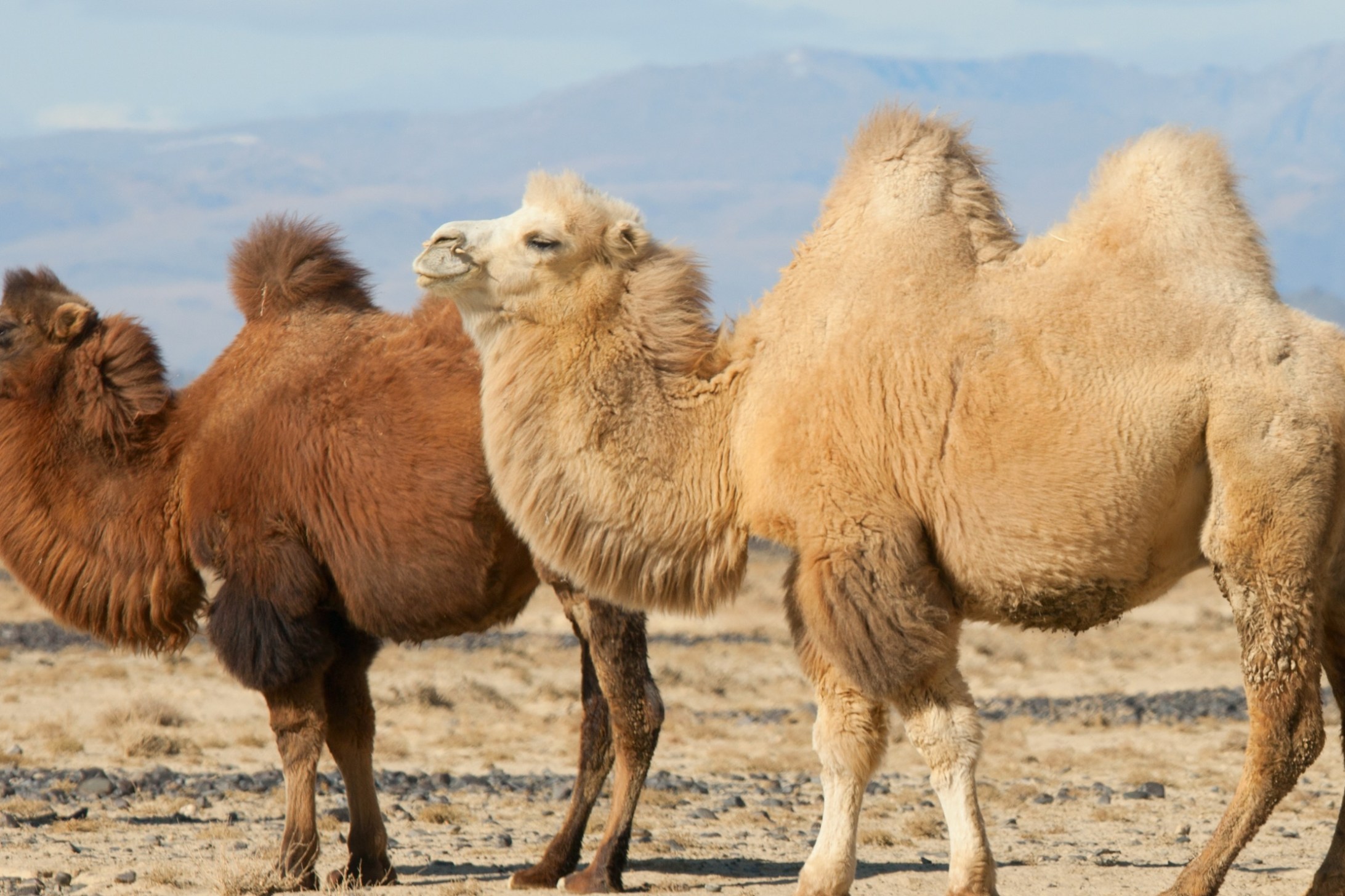11 Incredible Camel Facts That Are Sure To Blow Your Mind Wide Open