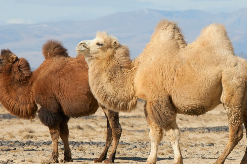 camel facts they do not store water in their humps