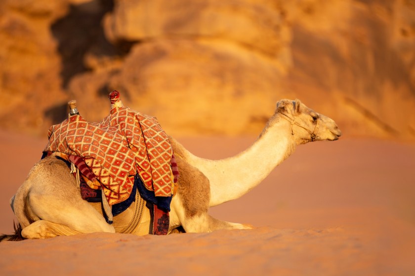 camel lying in the sand