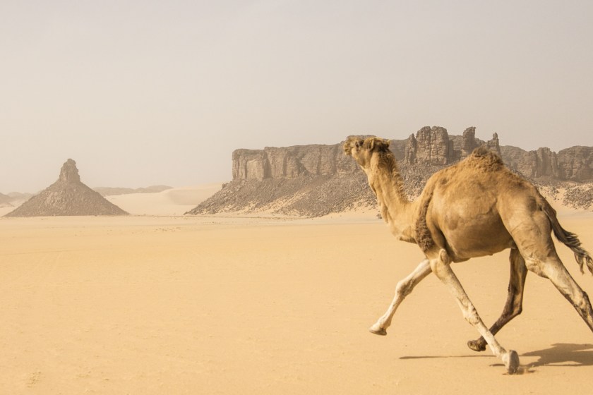 camel running