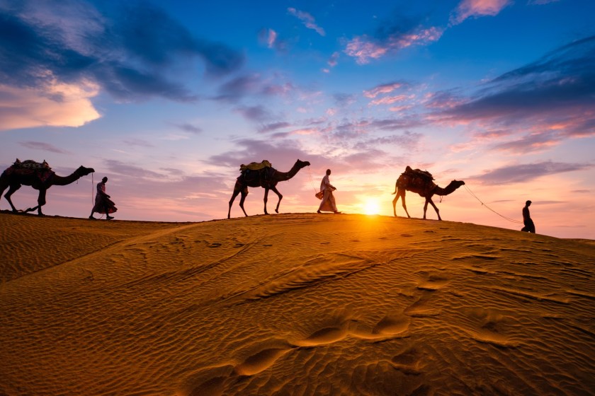 camels carrying things in the desert