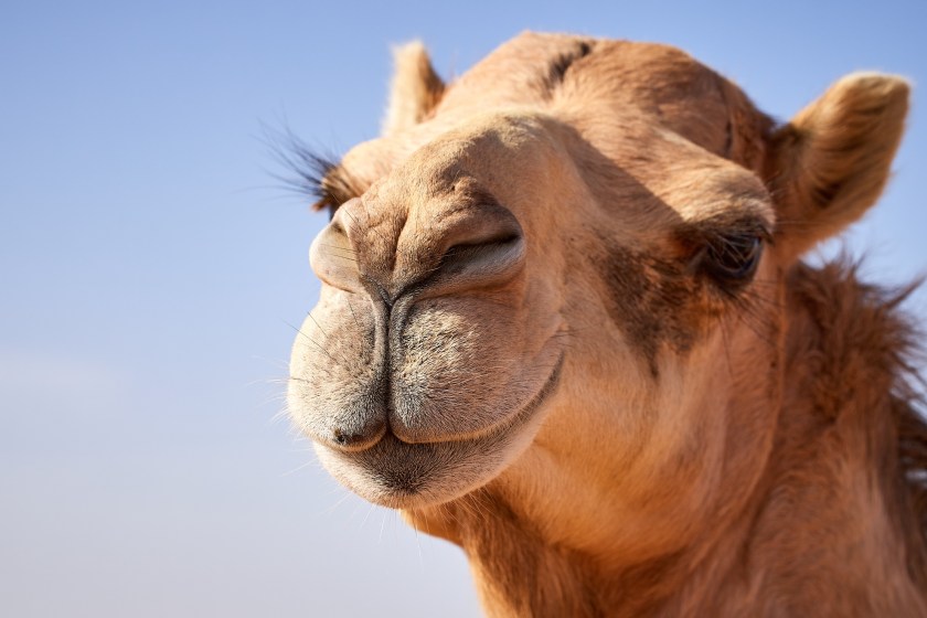 camels have special eyelashes to prevent sand from getting in them