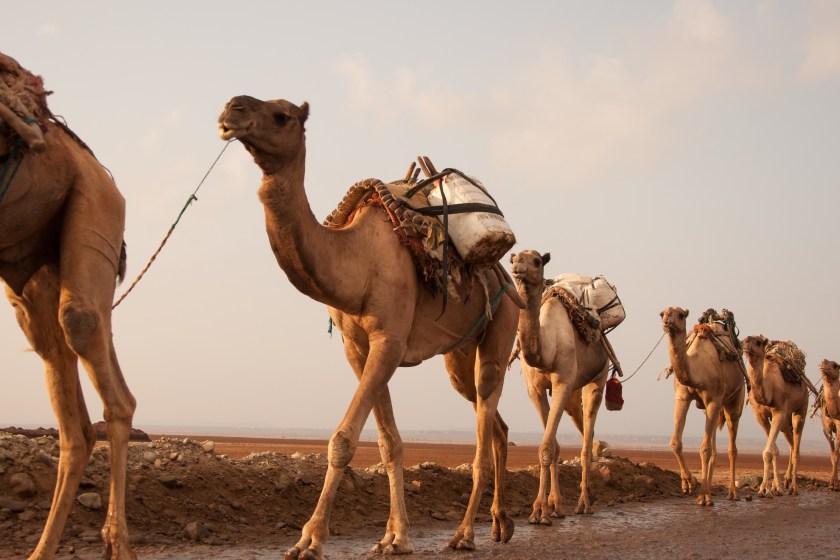caravan of camels