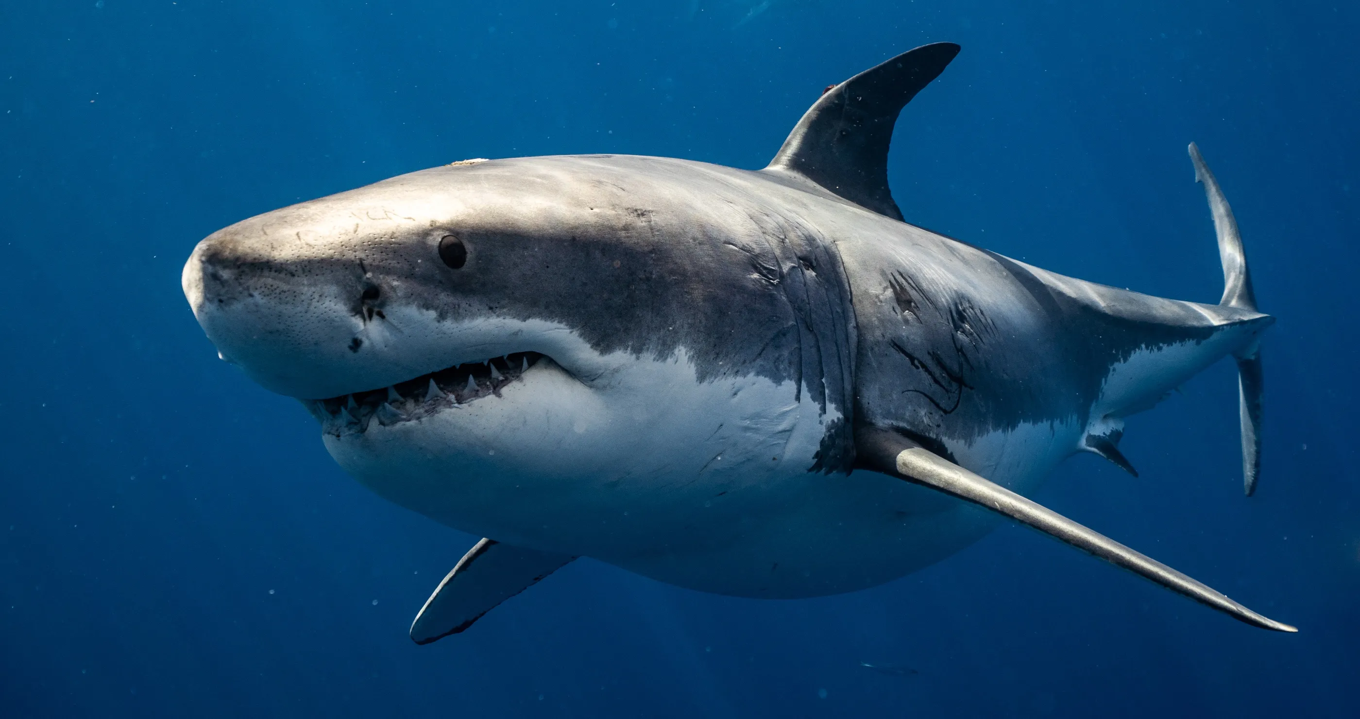 deadliest animals great white shark