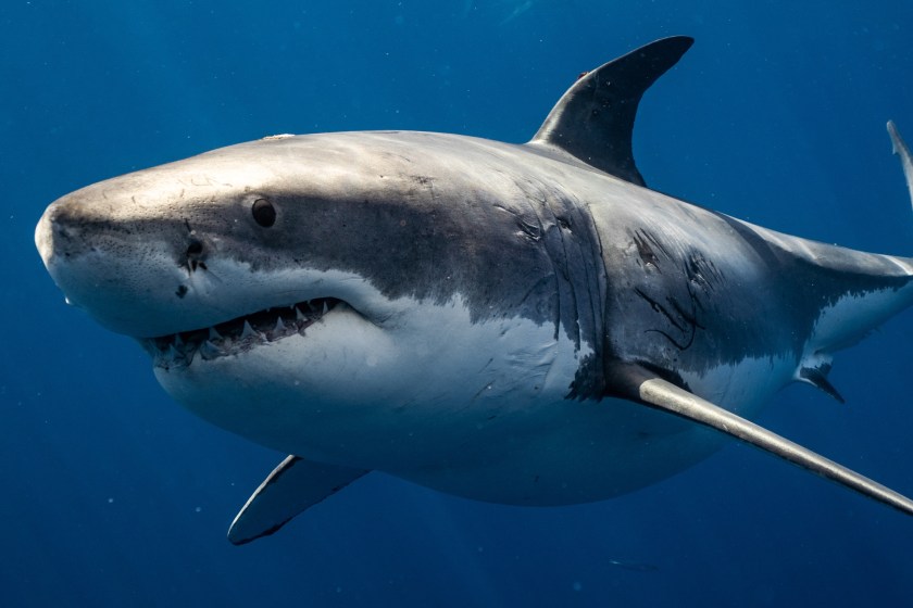 deadliest animals great white shark