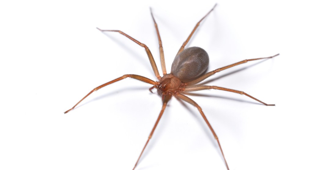 deadliest animals in the South brown recluse spider