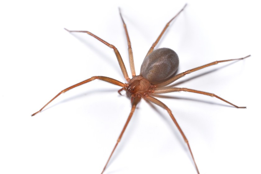 deadliest animals in the South brown recluse spider