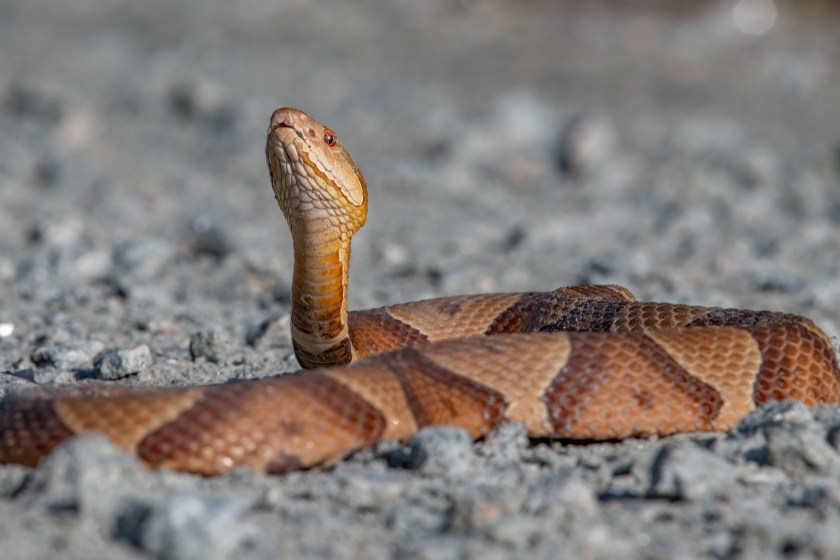 deadliest animals in the South copperhead snake
