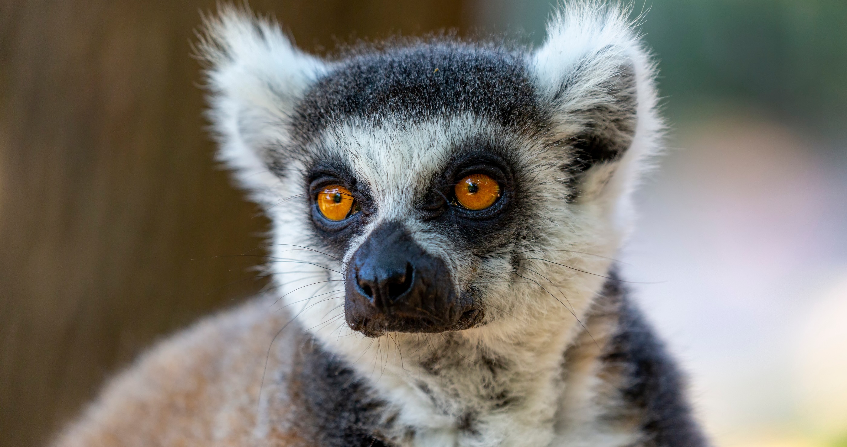 facts about lemurs
