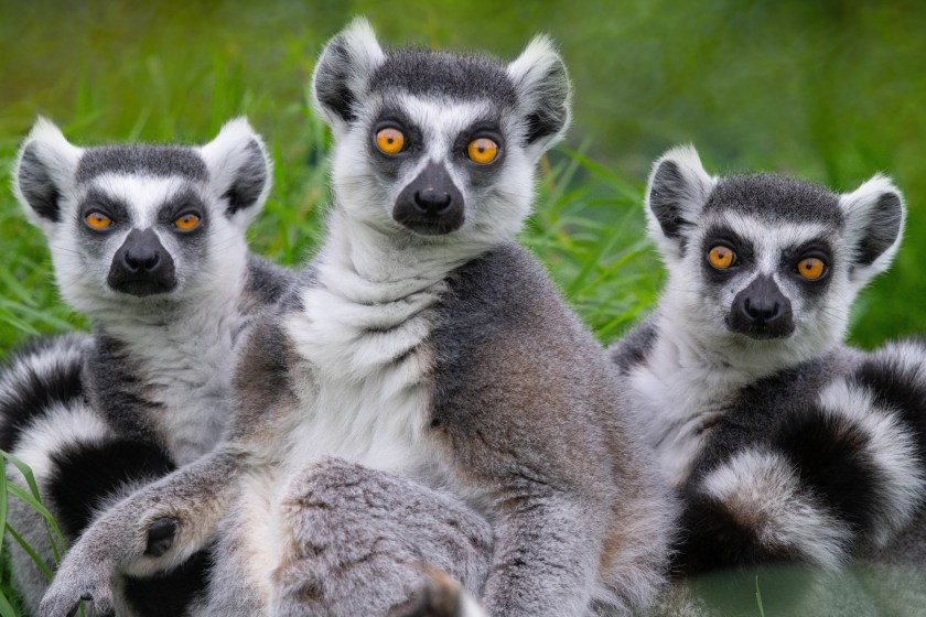 facts about lemurs they are intelligent