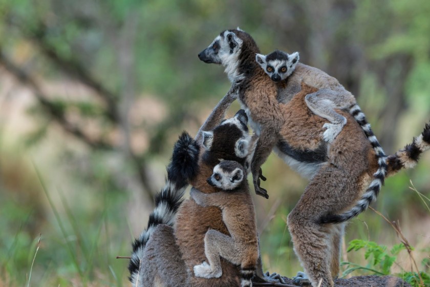 facts about lemurs they have a female dominated society