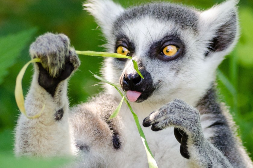 facts about lemurs they self medicate