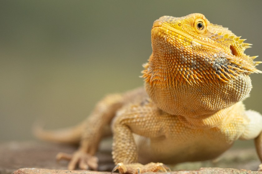 female bearded dragons can store sperm