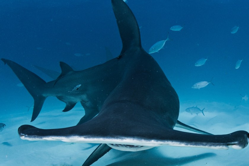 great hammerhead shark
