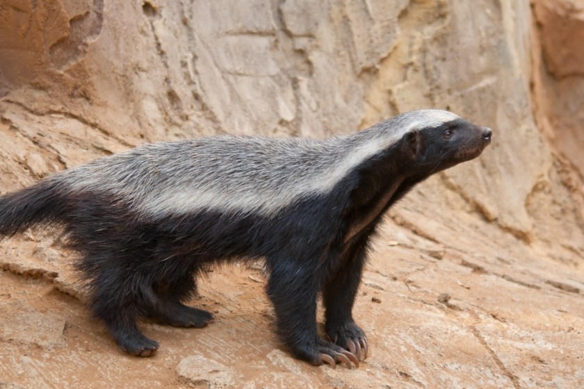 honey badger ears