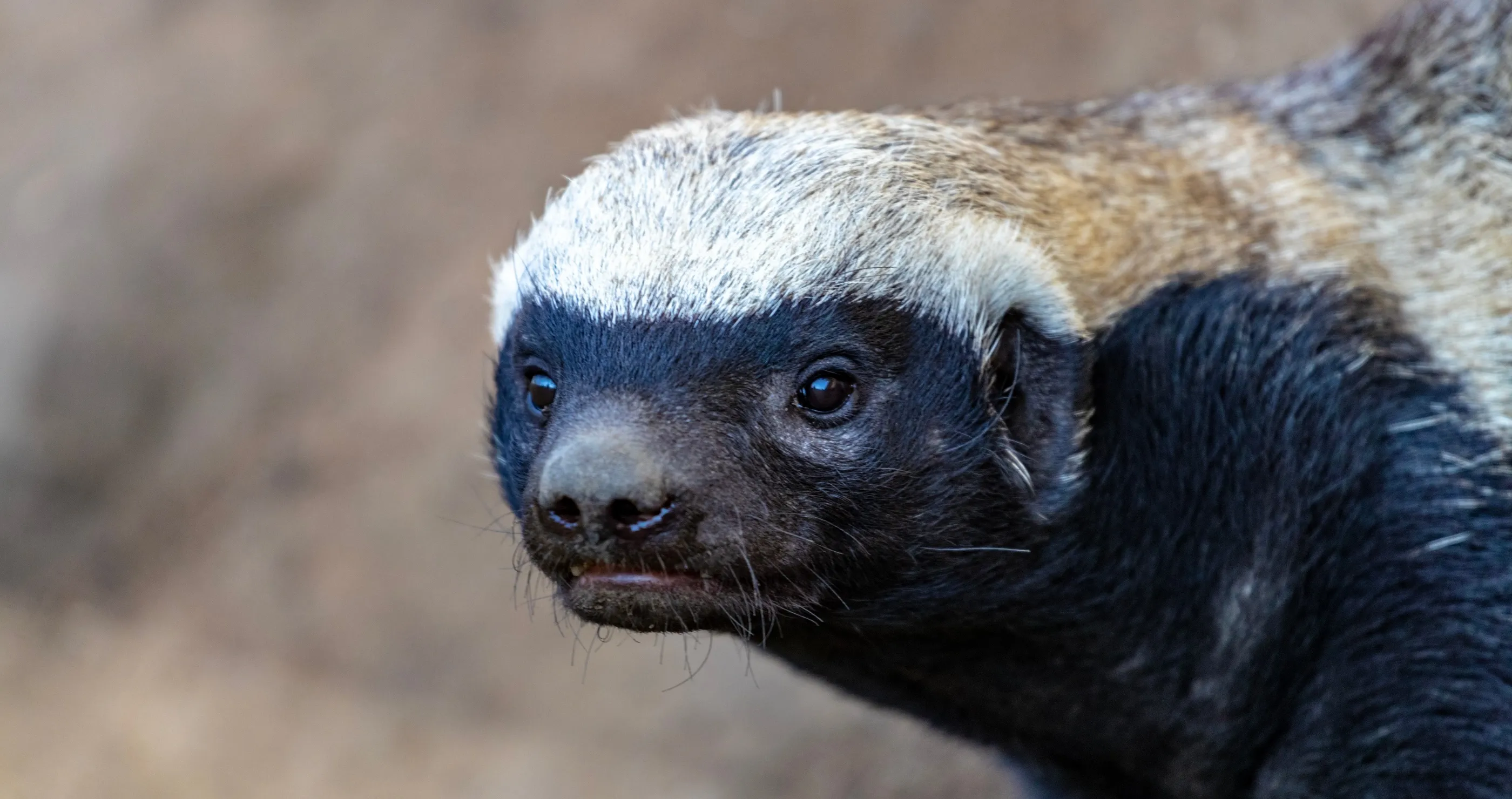honey badger facts