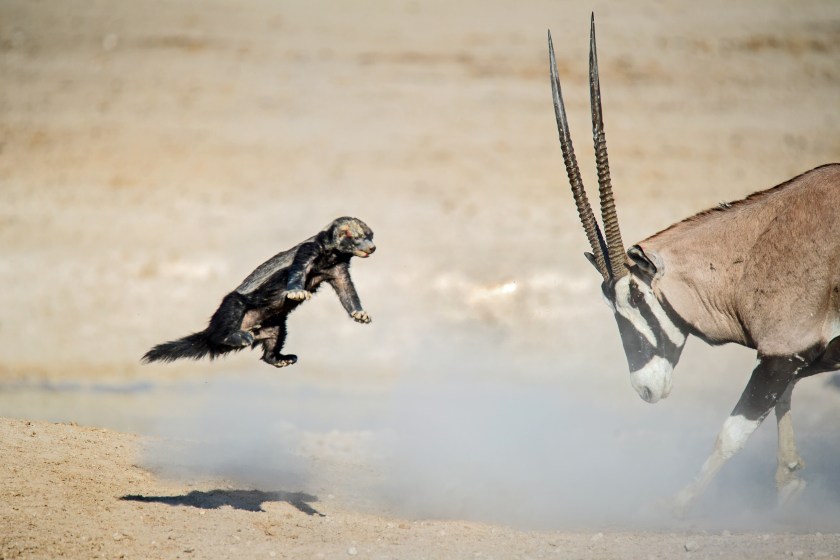honey badger facts it is a strong opponent
