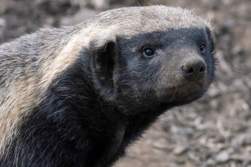 honey badger facts they are intelligent