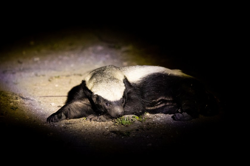 honey badger facts they are nocturnal