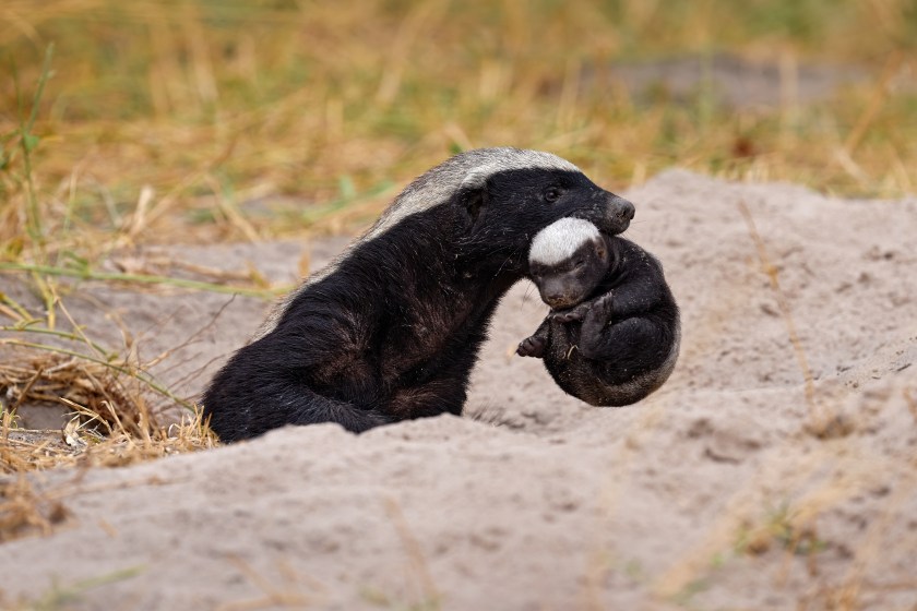honey badger facts