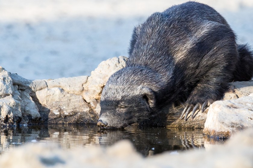 honey badger survives in many environments
