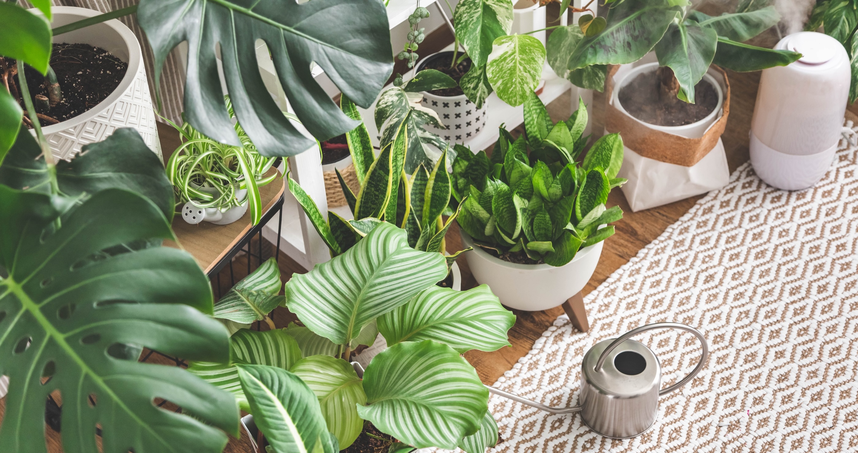houseplants that are good for your health