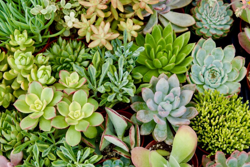 houseplants that benefit your health
